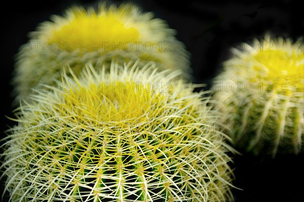 Close up of cactus spines