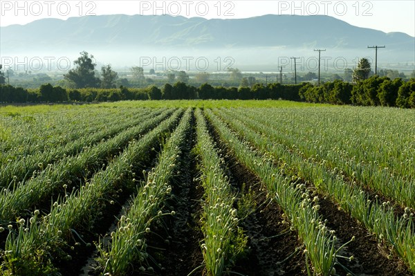 Onions growing in field