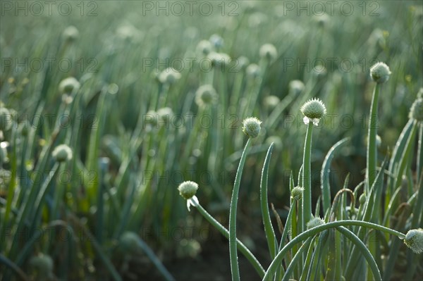 Onions growing in field