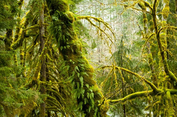 Moss growing on forest trees