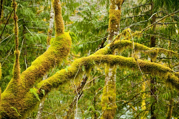 Moss growing on forest trees