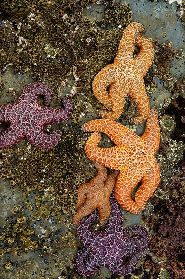 Starfish on rocky beach