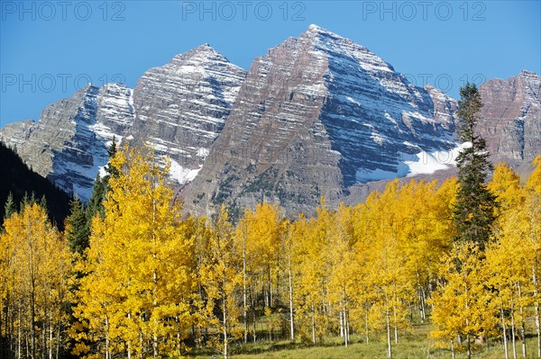 Snowy mountains and yellow trees
