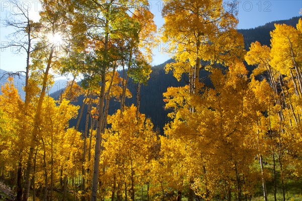 Yellow trees in rural landscape