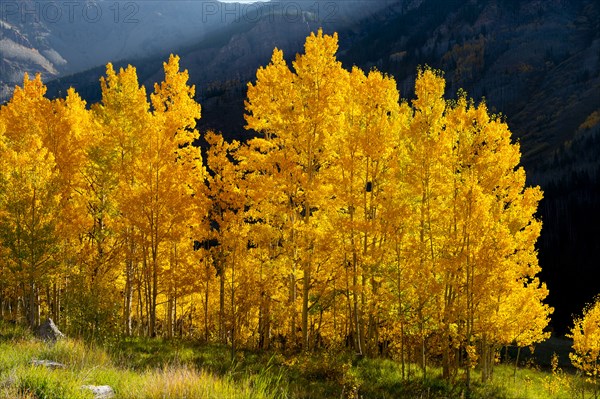 Yellow trees in rural landscape