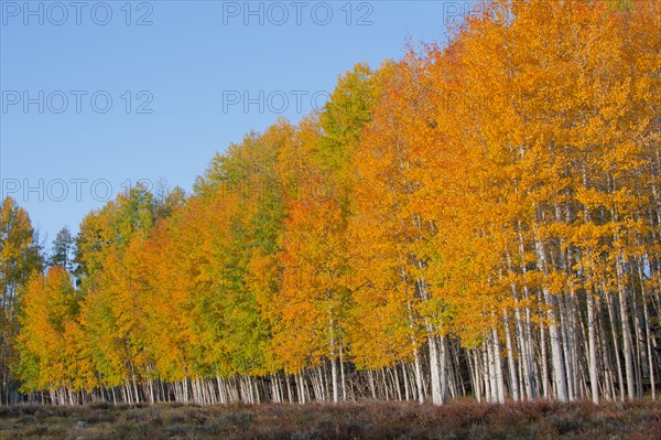 Yellow trees in rural landscape