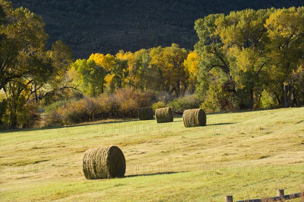 Hay bales in rural field