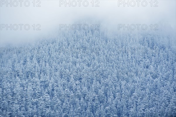 Aerial view of snowy trees