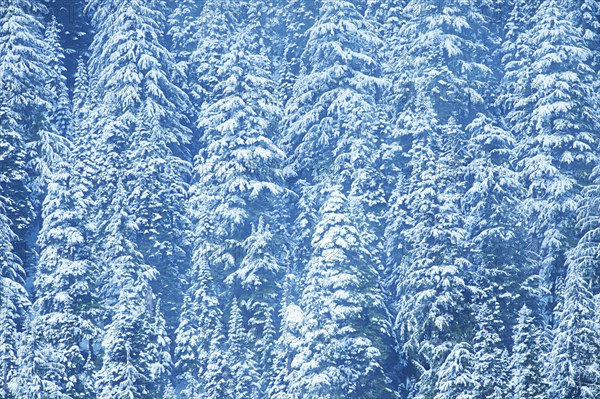 Aerial view of snowy trees