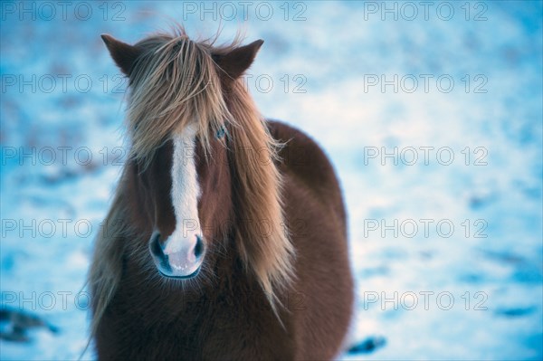 Horse standing in snowy field