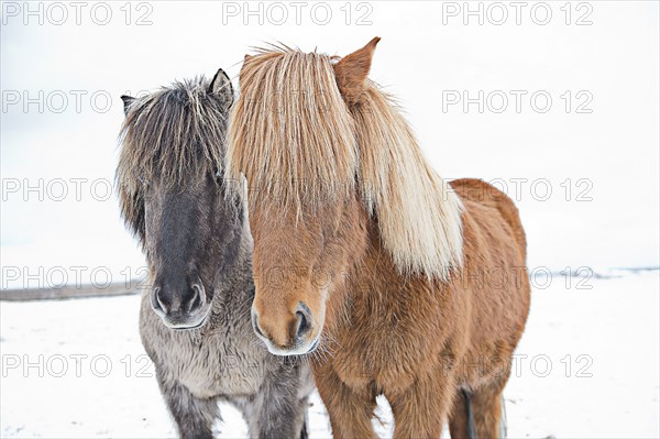 Horses standing in field