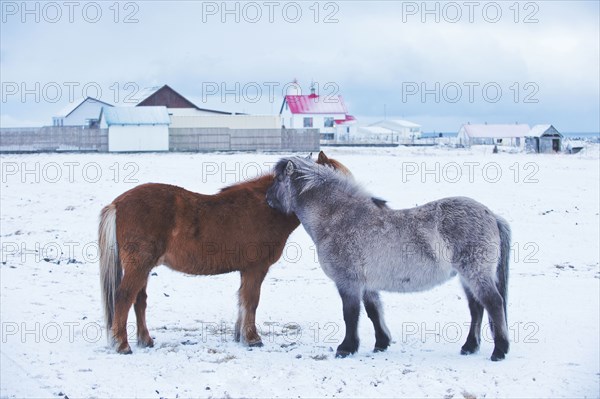Horses nuzzling in snowy rural field