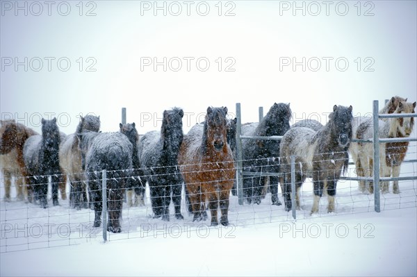 Horses standing in snowy pen