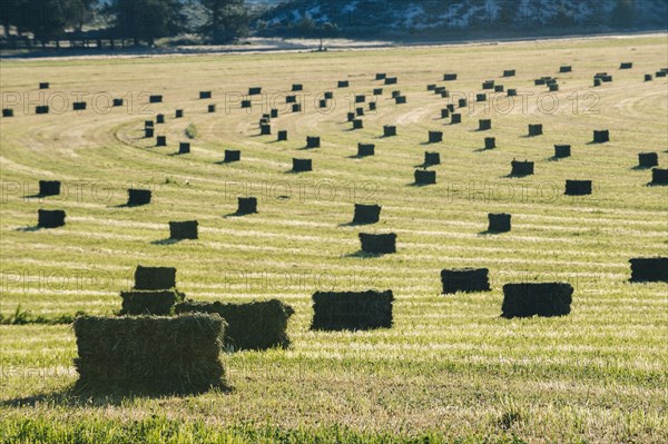 Hay bales in field in rural landscape