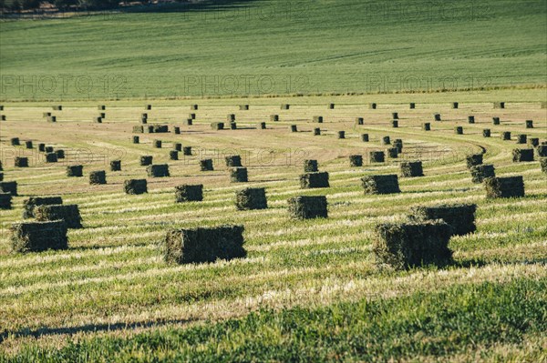 Hay bales in field in rural landscape