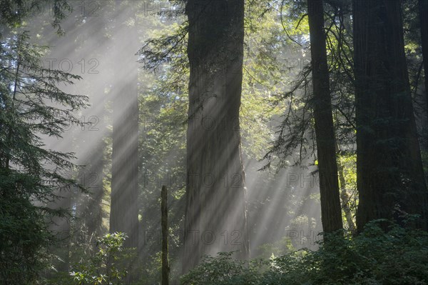 Sunbeams shining through trees in lush forest