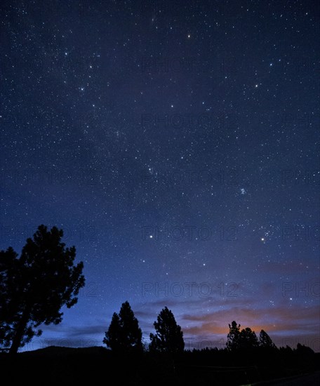 Silhouette of trees under starry night sky