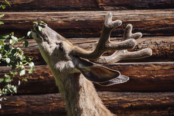 Deer grazing from tree near log cabin