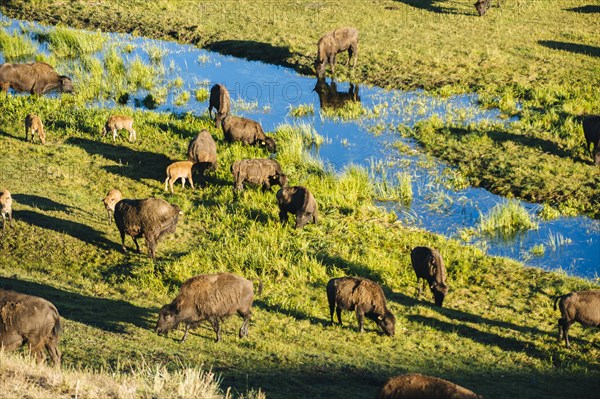 Buffalo herd grazing in grassy field near creek