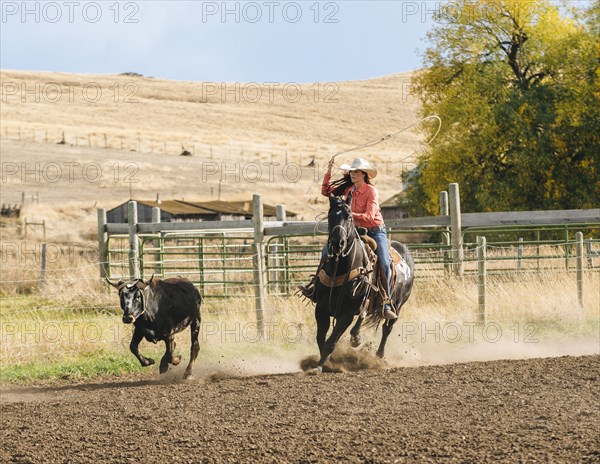 Caucasian woman chasing cattle at rodeo