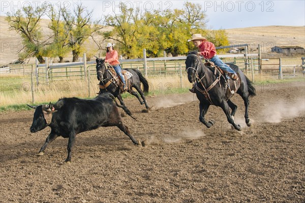 Caucasian boy chasing cattle at rodeo