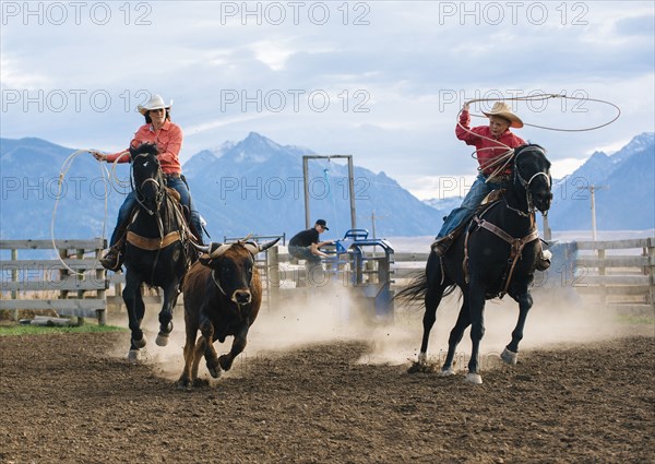 Caucasian mother and son chasing cattle at rodeo