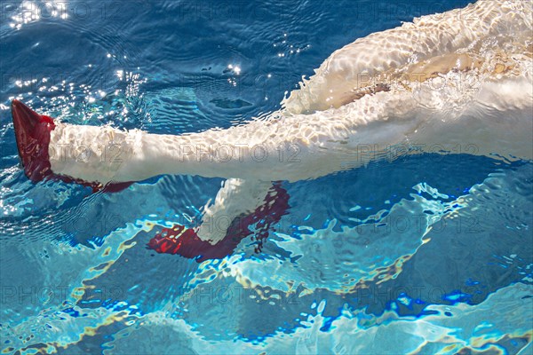 Legs of woman wearing high heels in swimming pool