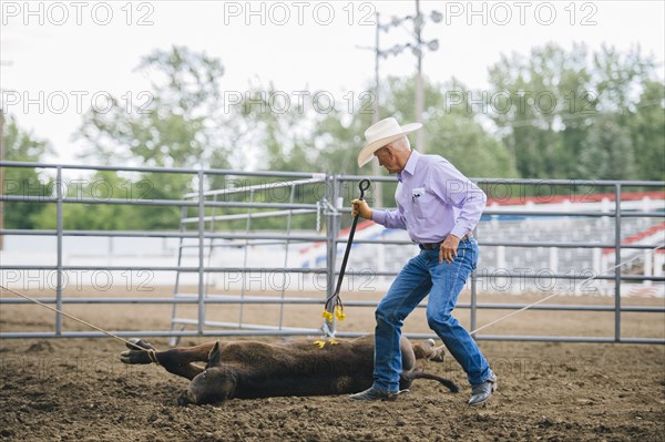 Caucasian cowboy branding cattle in rodeo