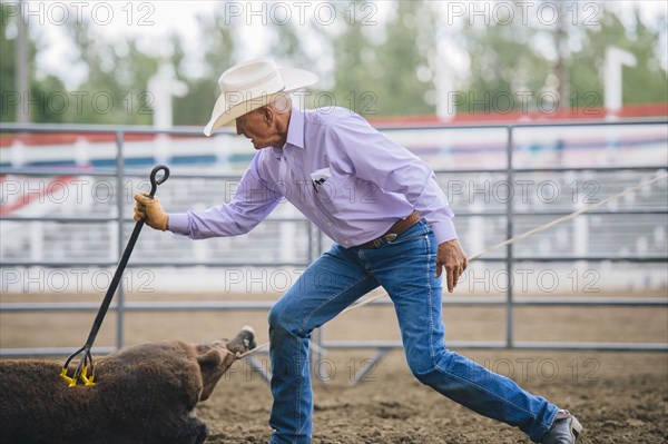 Caucasian cowboy branding cattle in rodeo