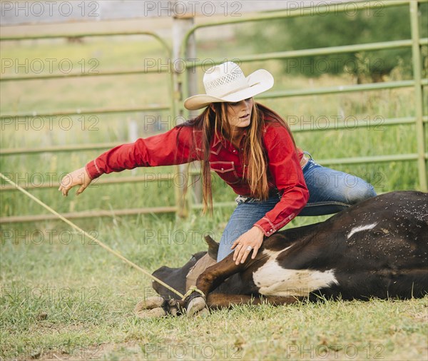 Caucasian cowgirl tying cattle on ranch