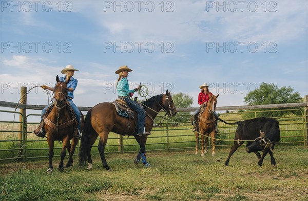 Cowgirls on horseback lassoing cattle on ranch
