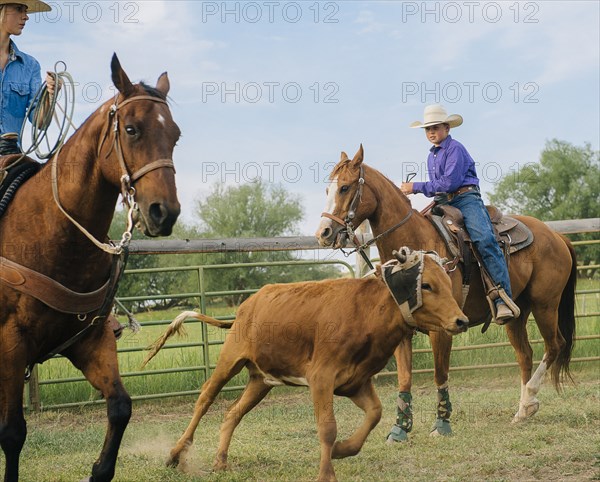 Cowgirl and cowboy lassoing cattle on ranch