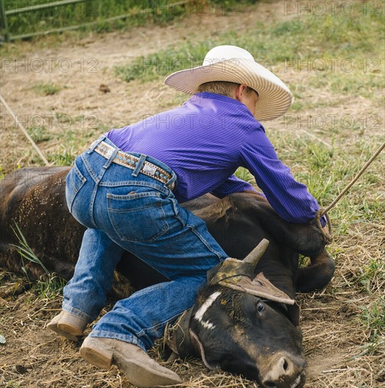 Cowboy tying cattle on ranch