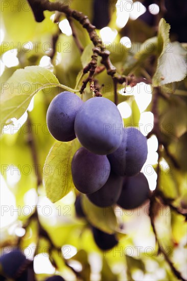 Plums growing on branch