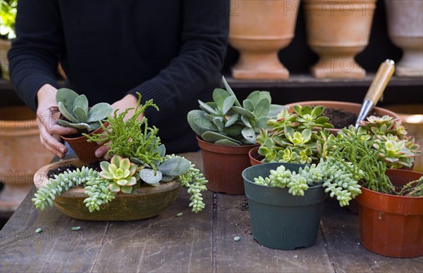 Person putting plants into pot