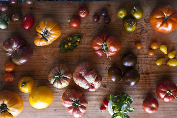 Variety of tomatoes