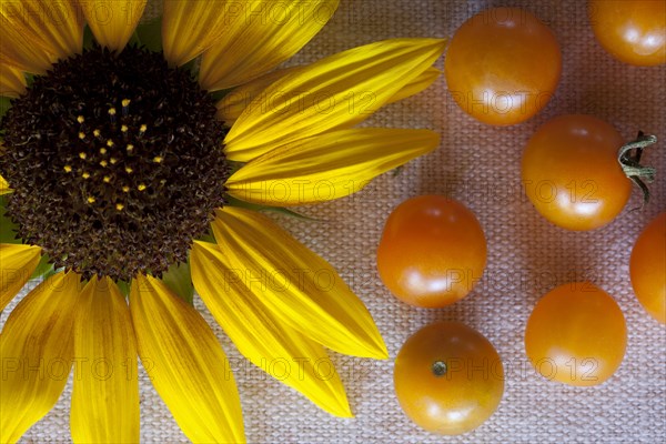 Tomatoes and blooming flower