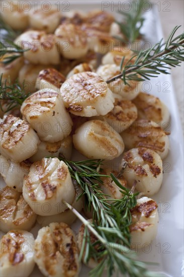 Grilled scallops and rosemary
