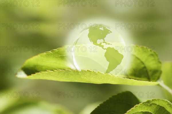 Glass globe resting on green leaf