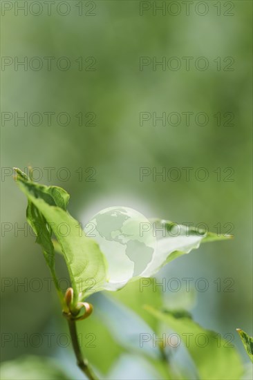 Glass globe resting on green leaf