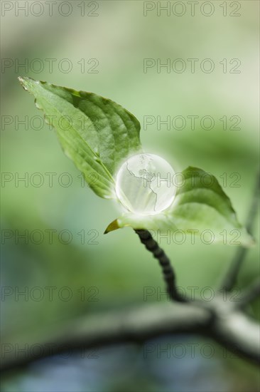 Glass globe resting on green leaf