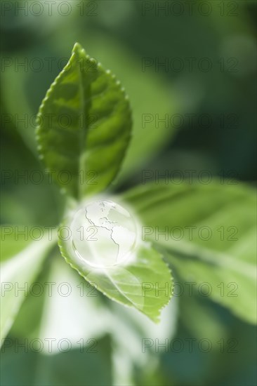 Glass globe resting on green leaf