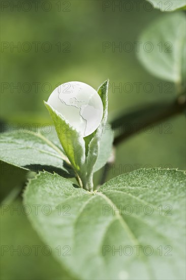 Glass globe resting on green leaf