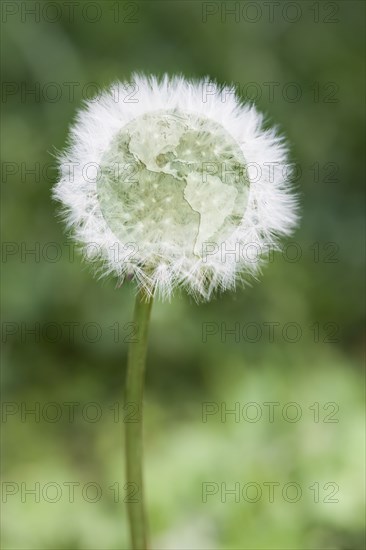 Globe at center of dandelion