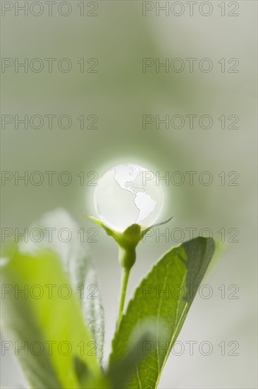 Glass globe resting on green stem