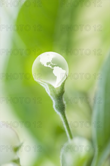 Glass globe resting on green stem