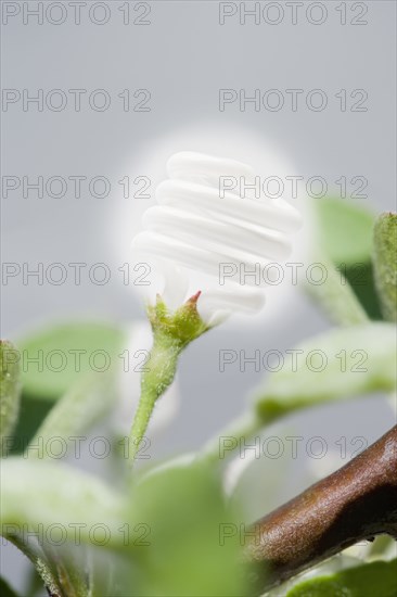 CFL light bulb growing out of plant stem