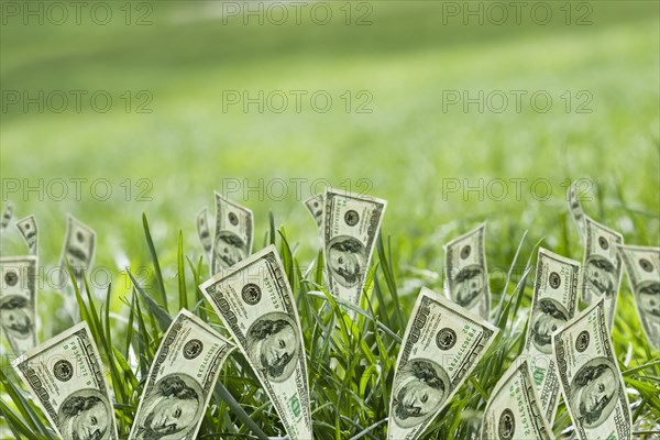 100 dollar bills growing in grass