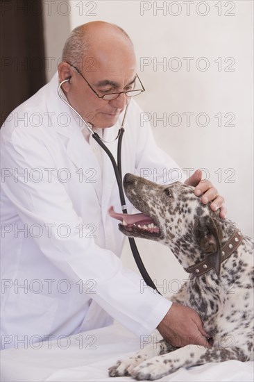 Veterinarian listening to dog's heartbeat