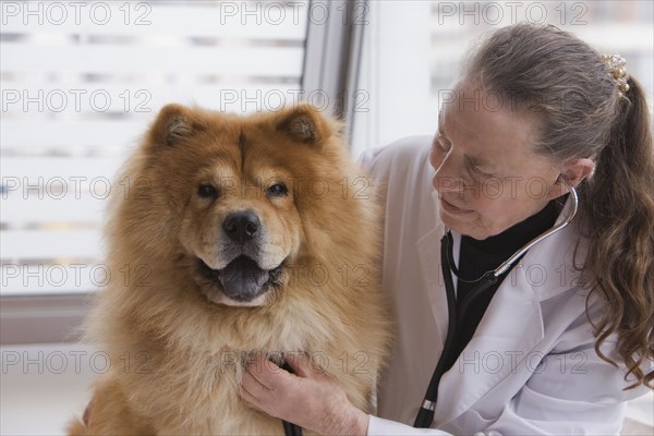 Chilean veterinarian giving dog a checkup